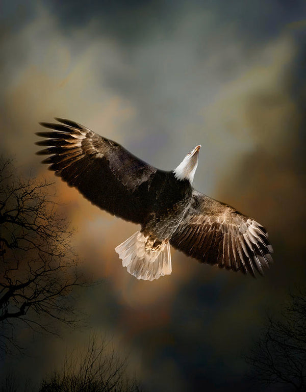 Eagle Wing's Soar